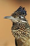 Greater Roadrunner